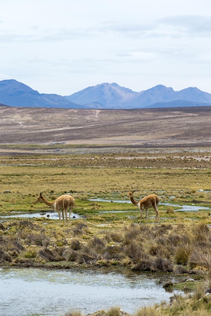 Paysage dans les Andes au Pérou