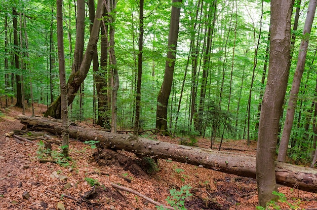 Paysage dans les bois de la forêt au printemps