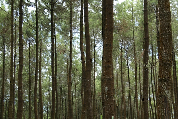 paysage dans la forêt de pins