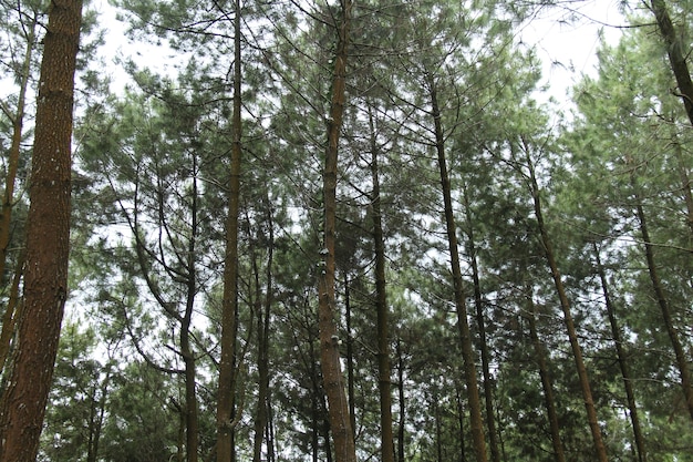 paysage dans la forêt de pins