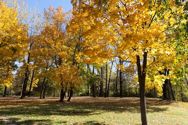 Paysage dans le parc du soleil et de l'éclairage de la ville pendant l'été indien