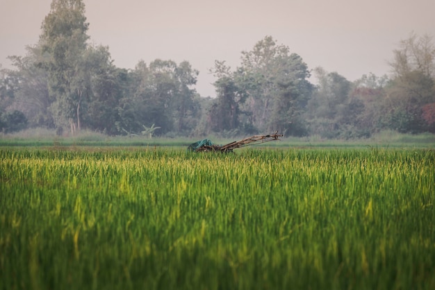 Le paysage dans les rizières se compose d'abris, de machines et du vert des plants de riz.