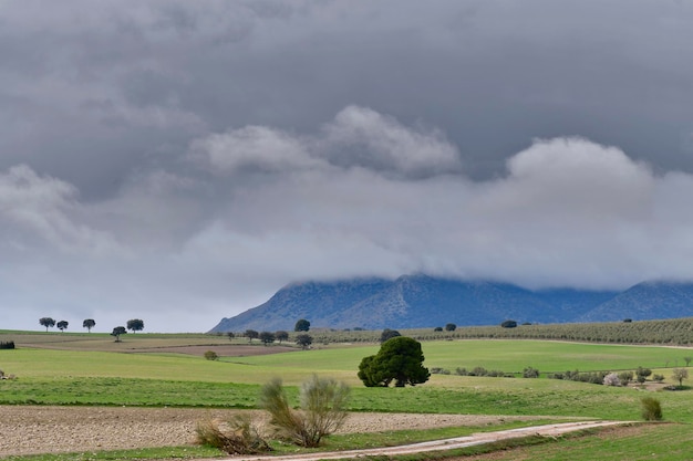 Paysage de la dehesa cerealistica des montagnes orientales de Grenade - Espagne