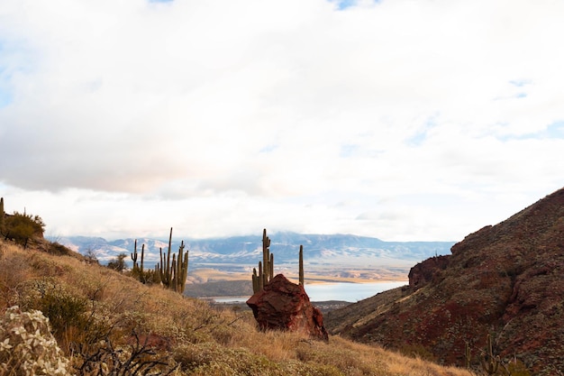 Paysage désertique avec cactus en Arizona USA