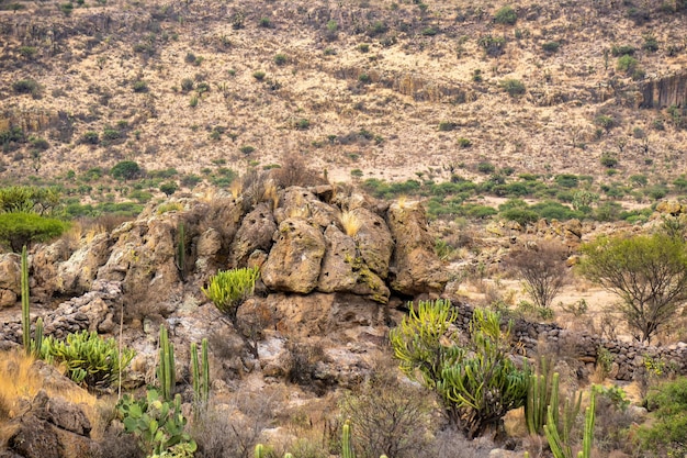 Paysage désertique avec cactus à Victoria Guanajuato Mexique