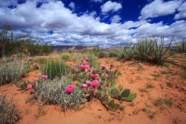 Photo paysage désertique dans l'utah