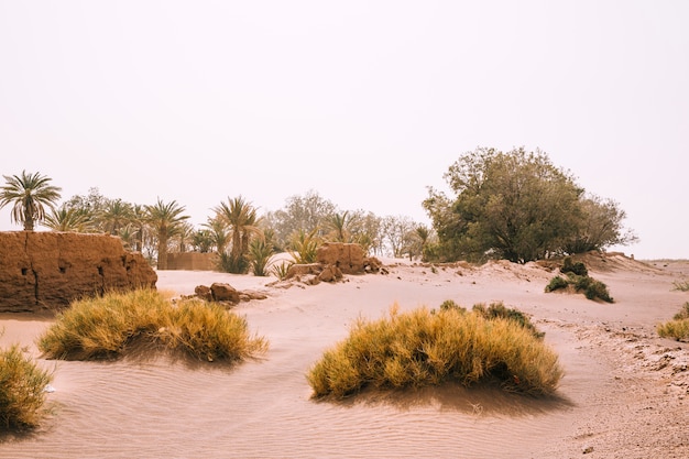 Paysage désertique