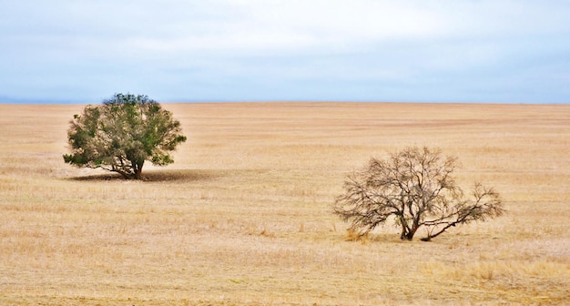 Paysage avec deux arbres sur des terres agricoles sèches