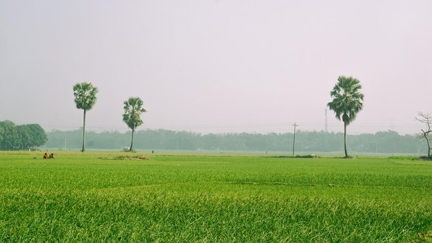 Photo le paysage du bangladesh le bangladesh est l'un des principaux pays agricoles d'asie du sud village puijor ville rajbari bangladesh capture 522023