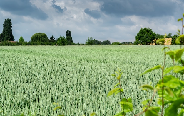Photo paysage avec du blé vert immature et des nuages orageux sombres