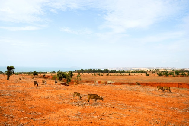 Paysage du désert près de la mer