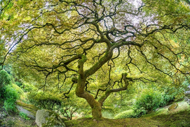 Paysage du jardin japonais à Portland, en Oregon