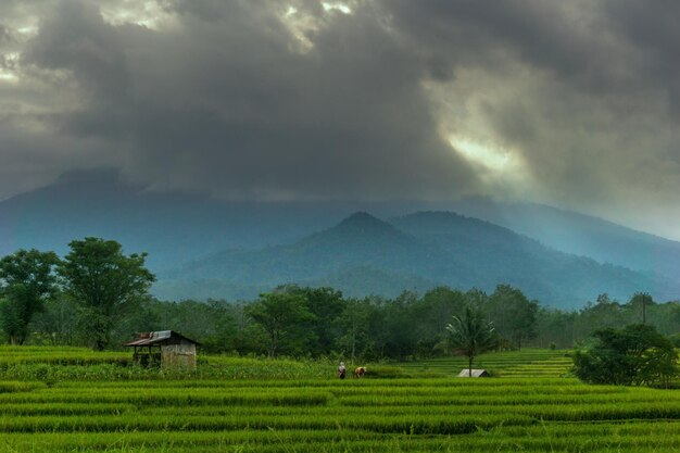 Paysage du matin indonésien dans les rizières vertes