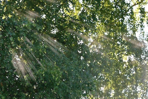 paysage du parc d'été / vue saisonnière, arbres verts en été, promenade nature concept, écologie, éco