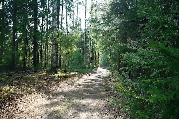 paysage du parc d'été / vue saisonnière, arbres verts en été, promenade nature concept, écologie, éco