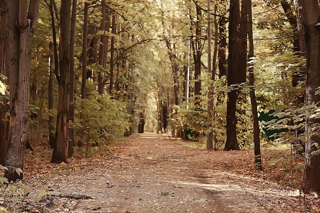 paysage du parc d'été / vue saisonnière, arbres verts en été, promenade nature concept, écologie, éco