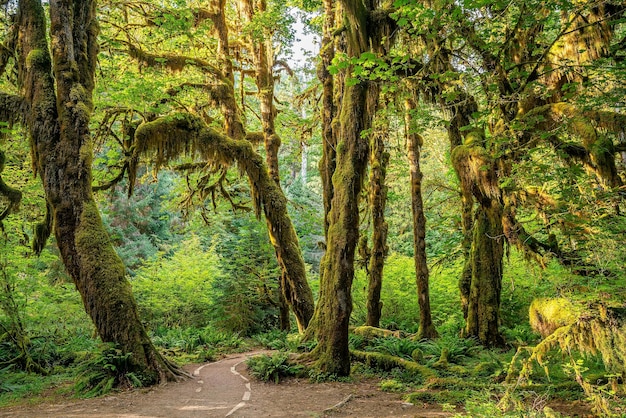 Paysage du parc national olympique aux États-Unis