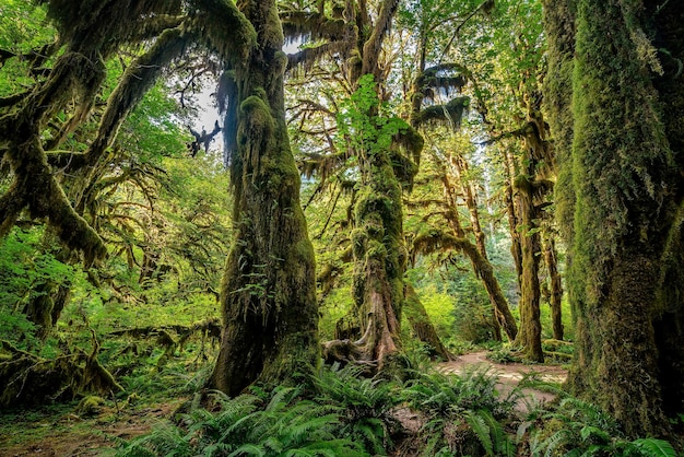 Paysage du parc national olympique à Washington, États-Unis