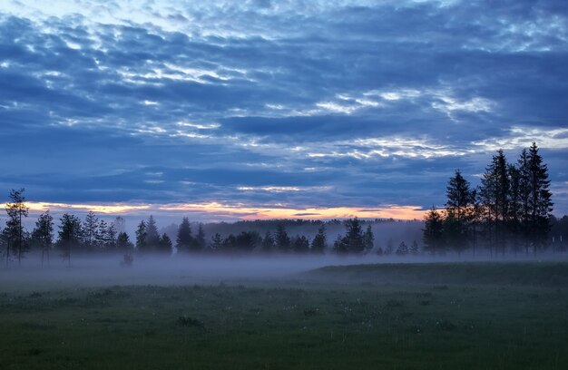 Paysage du soir avec pins et brouillard sur un pré