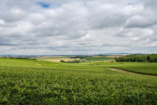 Paysage du vignoble de la Montagne de Reims, France