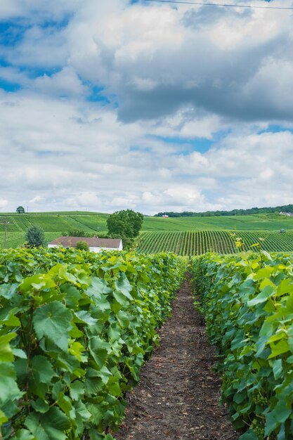 Paysage du vignoble de la Montagne de Reims, France