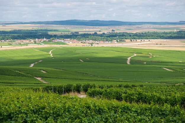 Paysage du vignoble de la Montagne de Reims, France