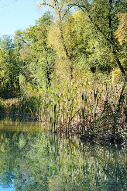 Paysage d&#39;eau du lac de la forêt d&#39;été