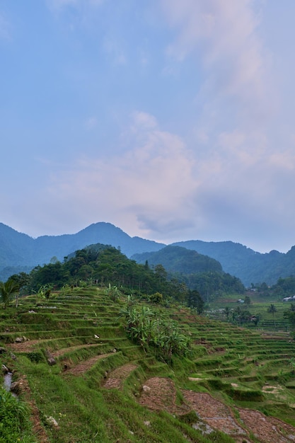 Un paysage élégant avec des rizières bien alignées sur la colline