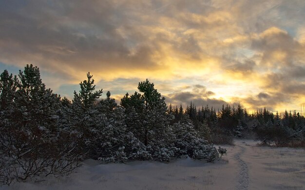 un paysage enneigé avec un arbre au premier plan et un coucher de soleil en arrière-plan