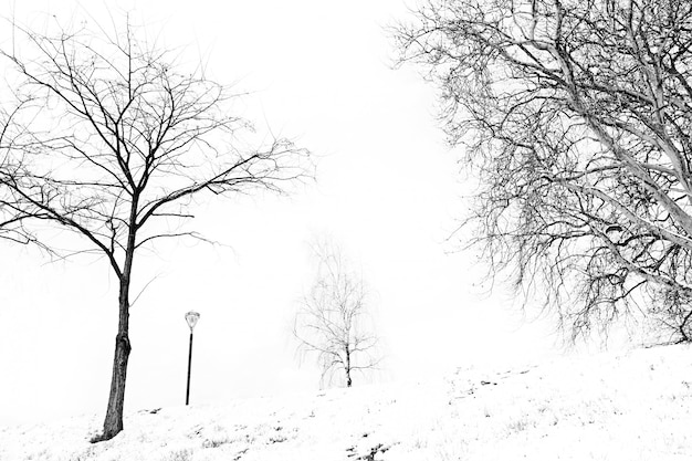 Paysage enneigé avec des arbres en noir et blanc