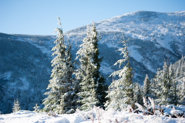 Paysage enneigé dans les montagnes des forêts de conifères