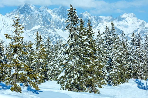 Paysage enneigé de la forêt de sapins de montagne d'hiver (haut de Papageno bahn - Filzmoos, Autriche)