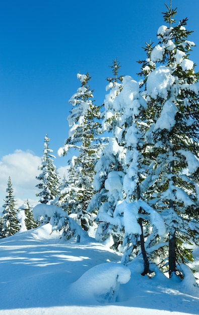 Paysage enneigé de la forêt de sapins de montagne d'hiver (haut de Papageno bahn - Filzmoos, Autriche)