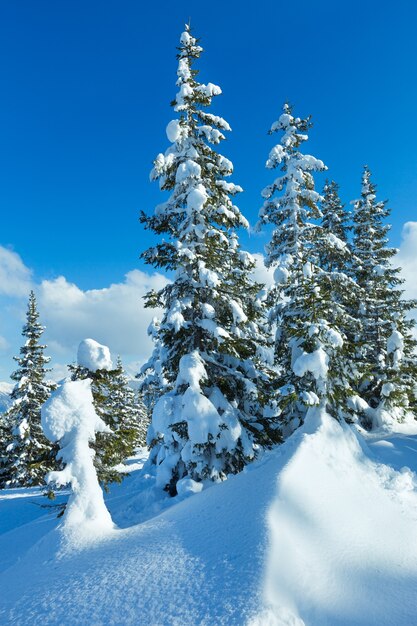 Paysage enneigé de la forêt de sapins de montagne d'hiver (haut de Papageno bahn - Filzmoos, Autriche)