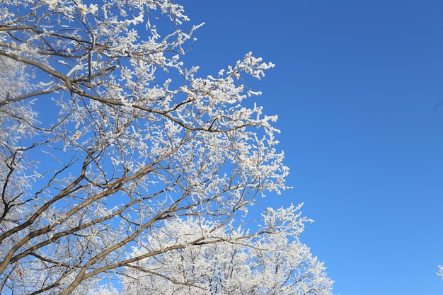 Paysage enneigé givré d'hiver avec des arbres