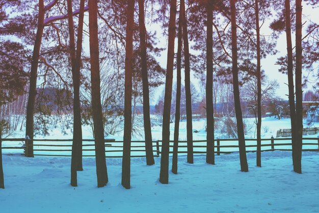 Paysage enneigé d'hiver rural Clôture en bois au bord d'une forêt de pins