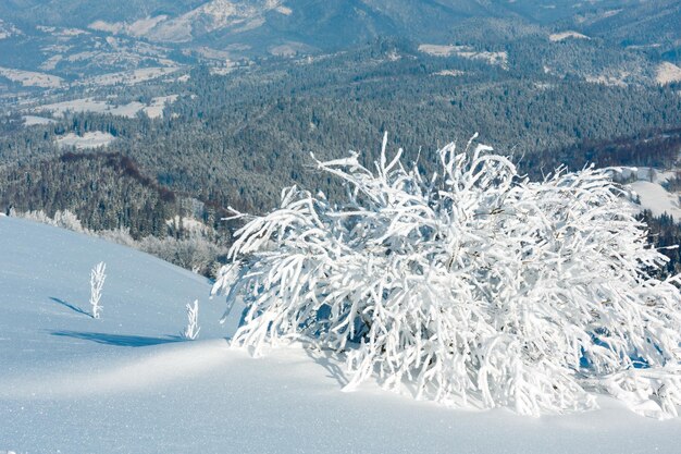 Paysage enneigé de montagne d'hiver