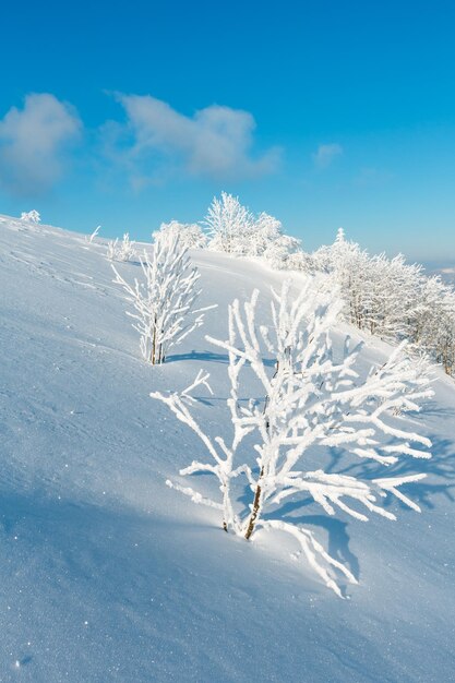 Paysage enneigé de montagne d'hiver