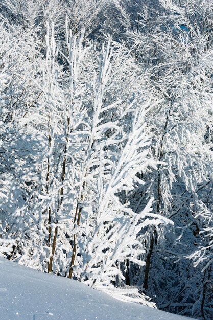 Paysage enneigé de montagne d'hiver