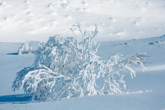 Paysage enneigé de montagne d'hiver