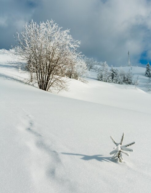 Paysage enneigé de montagne d'hiver