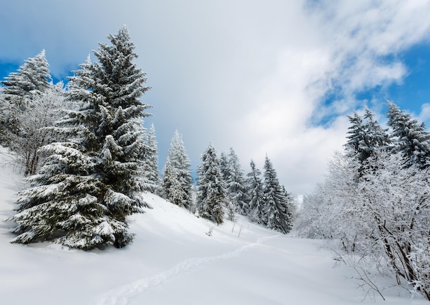 Paysage enneigé de montagne d'hiver