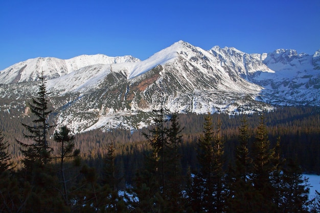 Paysage enneigé de montagne avec des pins