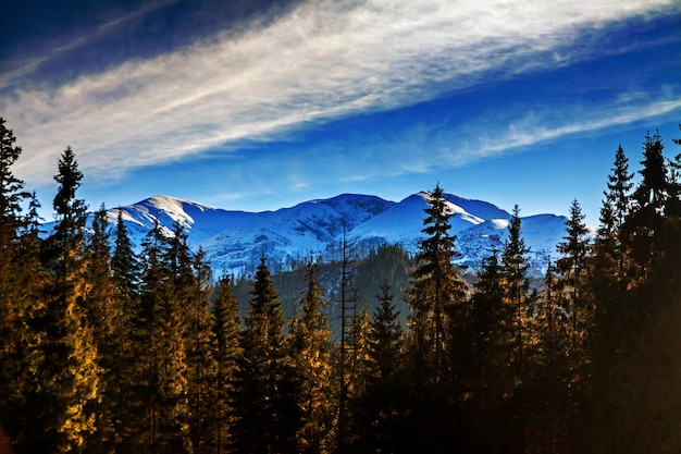 Paysage enneigé de montagne avec des pins