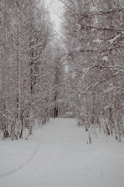 Paysage enneigé en Russie Bouleaux recouverts de neige le soir glacial Beau panorama d'hiver Fond d'hiver fantastique Arbres enneigés dans la forêt d'hiver avec route Photo verticale