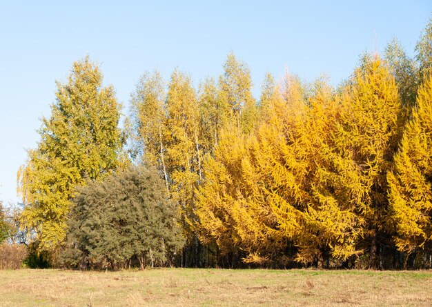 Paysage ensoleillé d'automne. Arbres jaune vif. Parcs