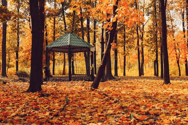 Paysage ensoleillé d'automne.