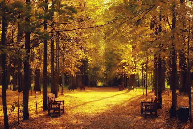 Paysage ensoleillé dans le parc d'automne, parc orange de fond de saison d'automne