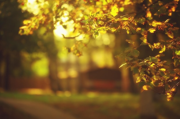 paysage ensoleillé dans le parc d'automne, parc orange de fond de saison d'automne