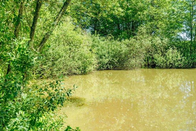 paysage ensoleillé du lac